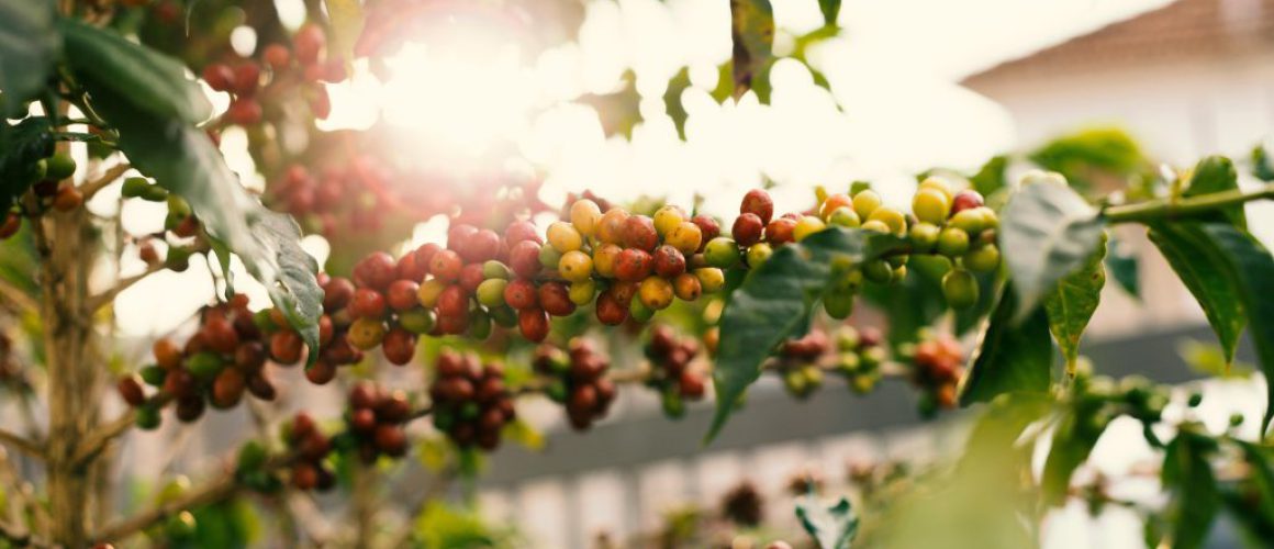 Sustainable Sips: Navigating the World of Eco-Friendly Coffee