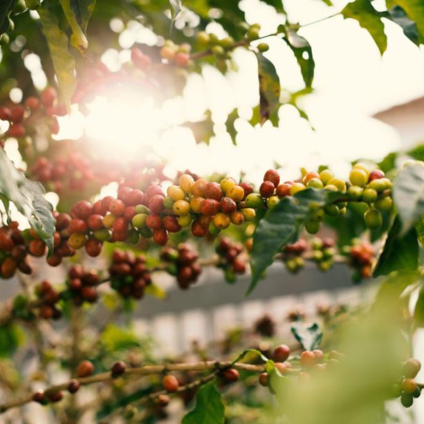 Sustainable Sips: Navigating the World of Eco-Friendly Coffee