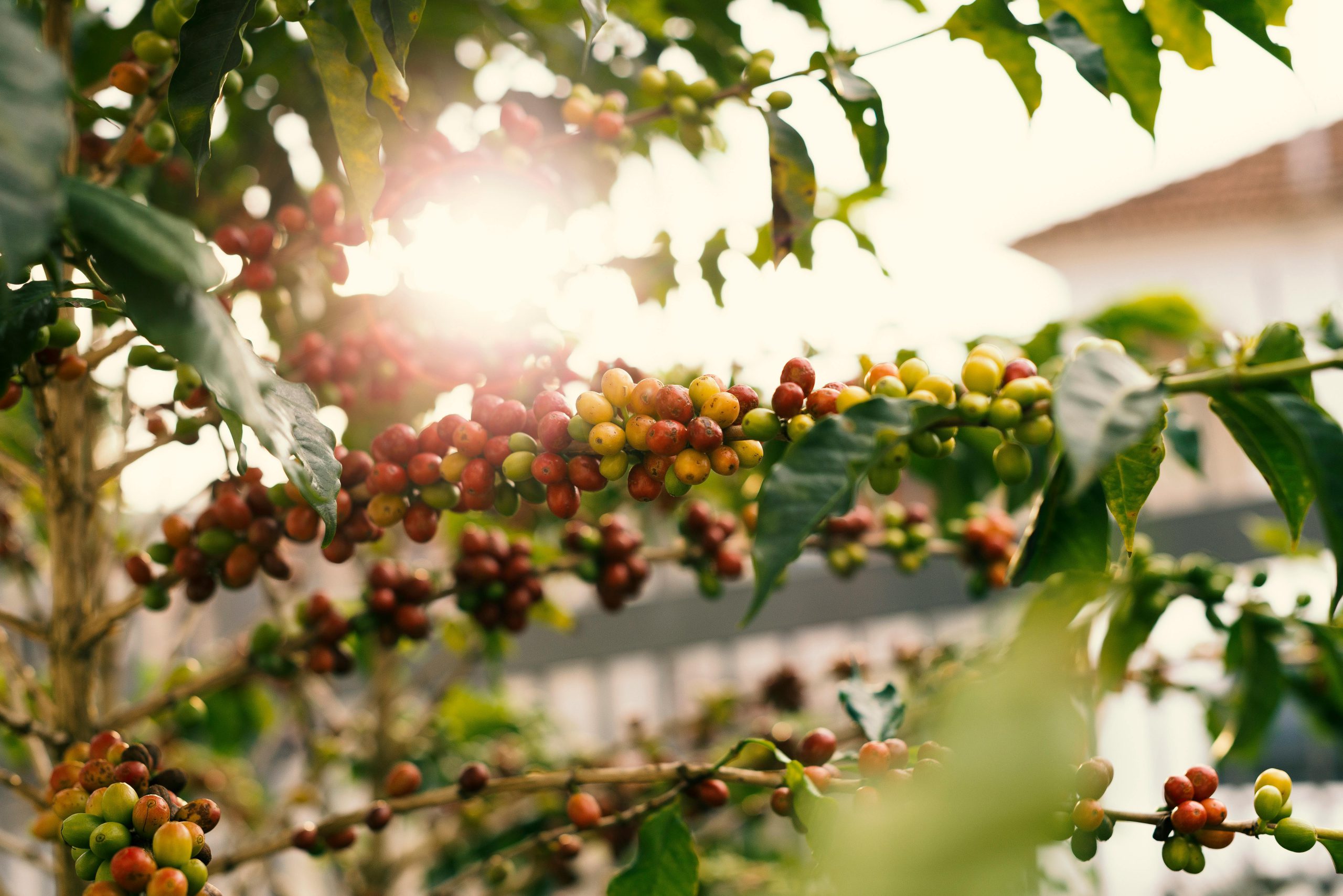 Sustainable Sips: Navigating the World of Eco-Friendly Coffee